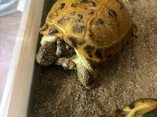 Tortoise reptiles Horsefield Tortoises Breeding Pair - Advert 2