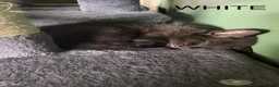 Mixed Breed cats for sale: Adorable kittens ready for there forever families  - Advert 35