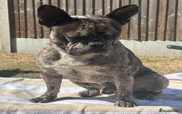 French Bulldog dogs for stud: 🐾 Handsome French Bulldog Available for Stud 🐾 - Image 2