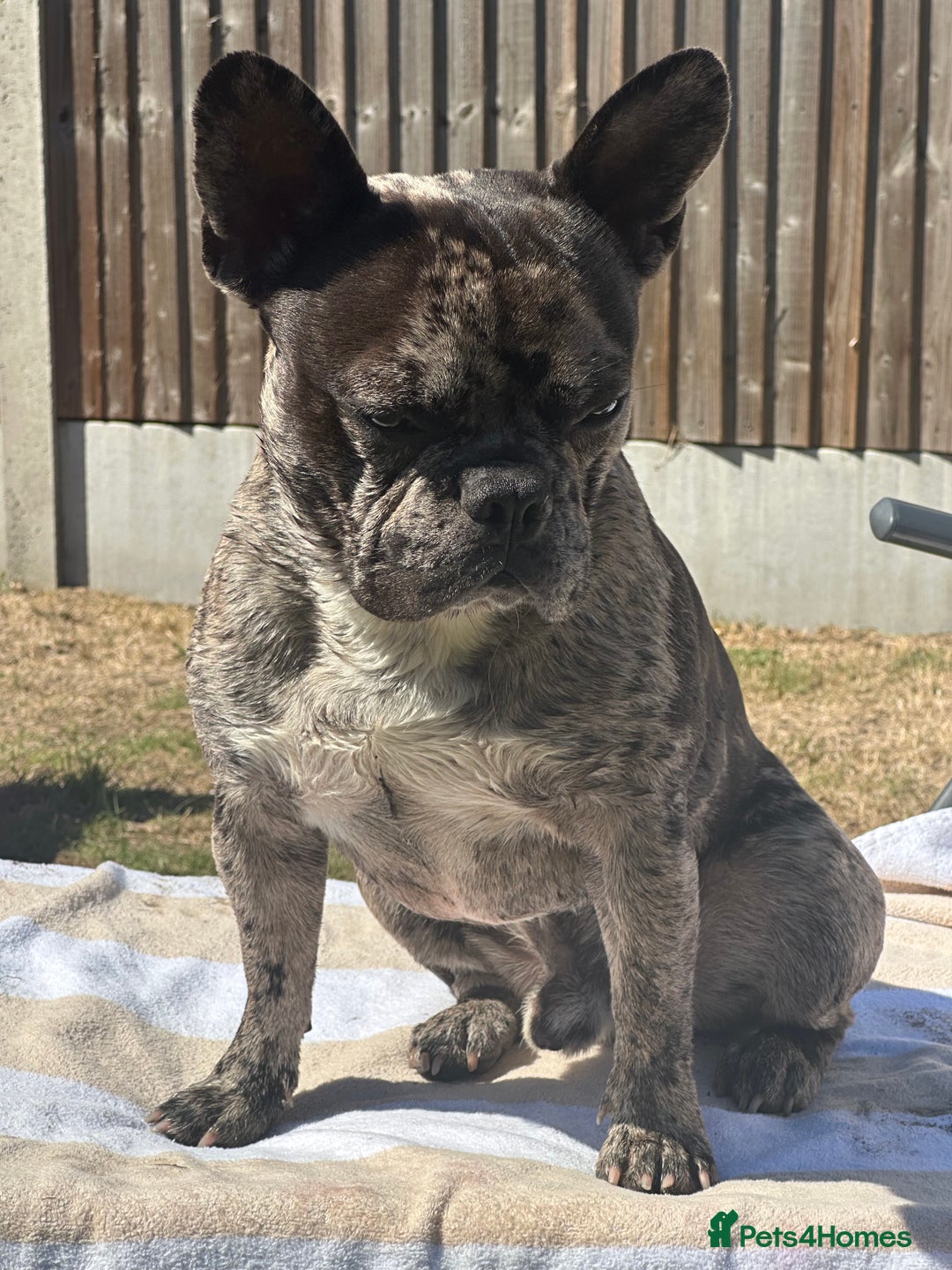 French Bulldog dogs for stud: 🐾 Handsome French Bulldog Available for Stud 🐾 - Image 2