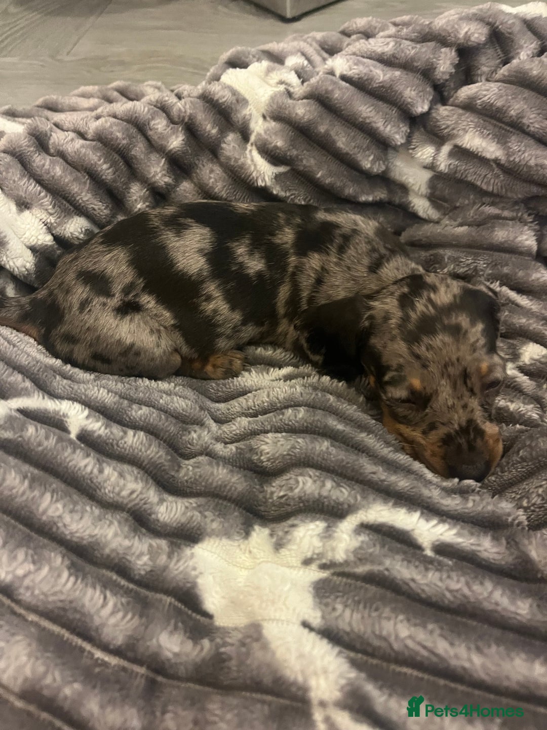 Miniature Dachshund dogs for sale: Miniature Dachshunds  - Image 15