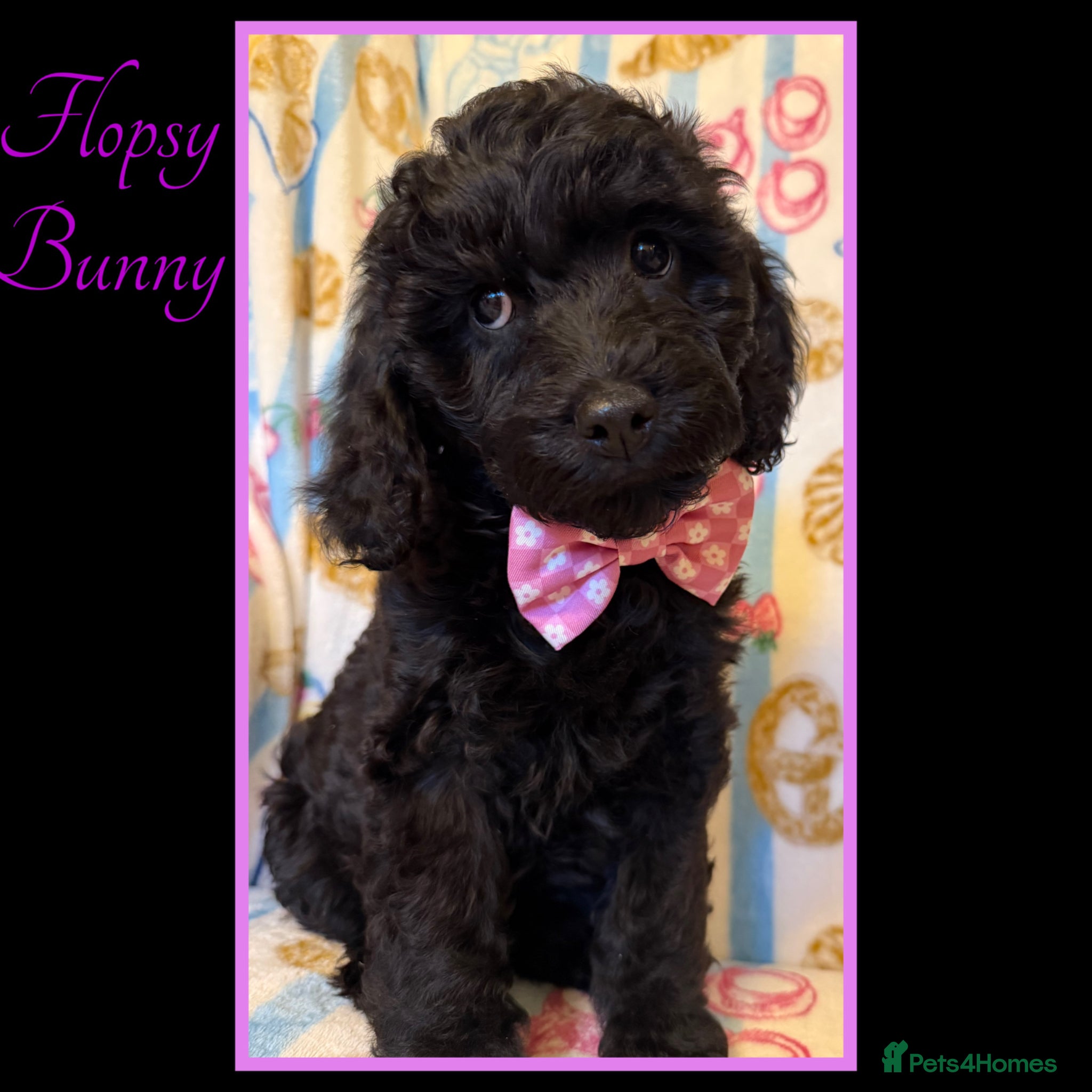Labradoodle dogs 💐THERAPY/ASSISTANCE PUP💐PLEASE READ💐 - Advert 2