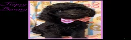 Labradoodle dogs for sale: 💐THERAPY/ASSISTANCE PUP💐PLEASE READ💐 - Advert 2