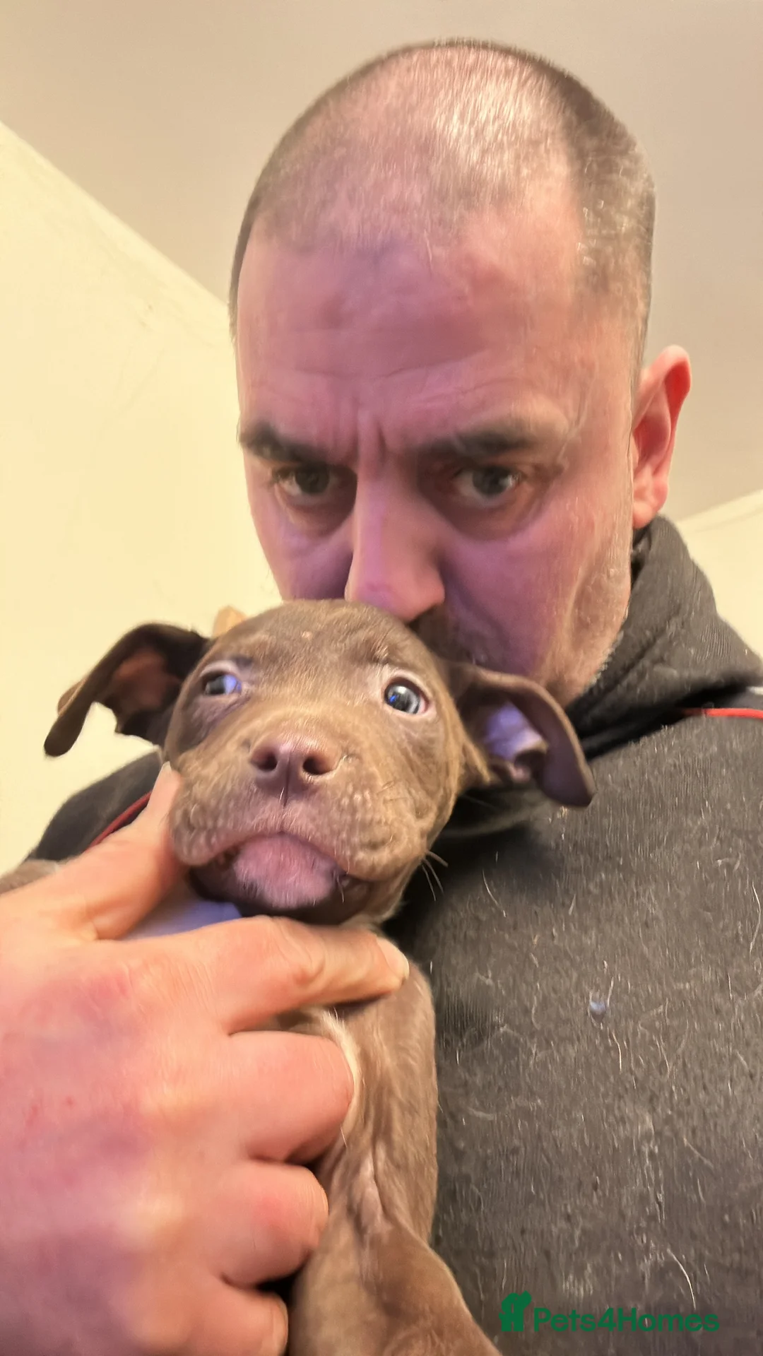 Staffordshire Bull Terrier dogs for sale: Puppies for sale - Advert 8