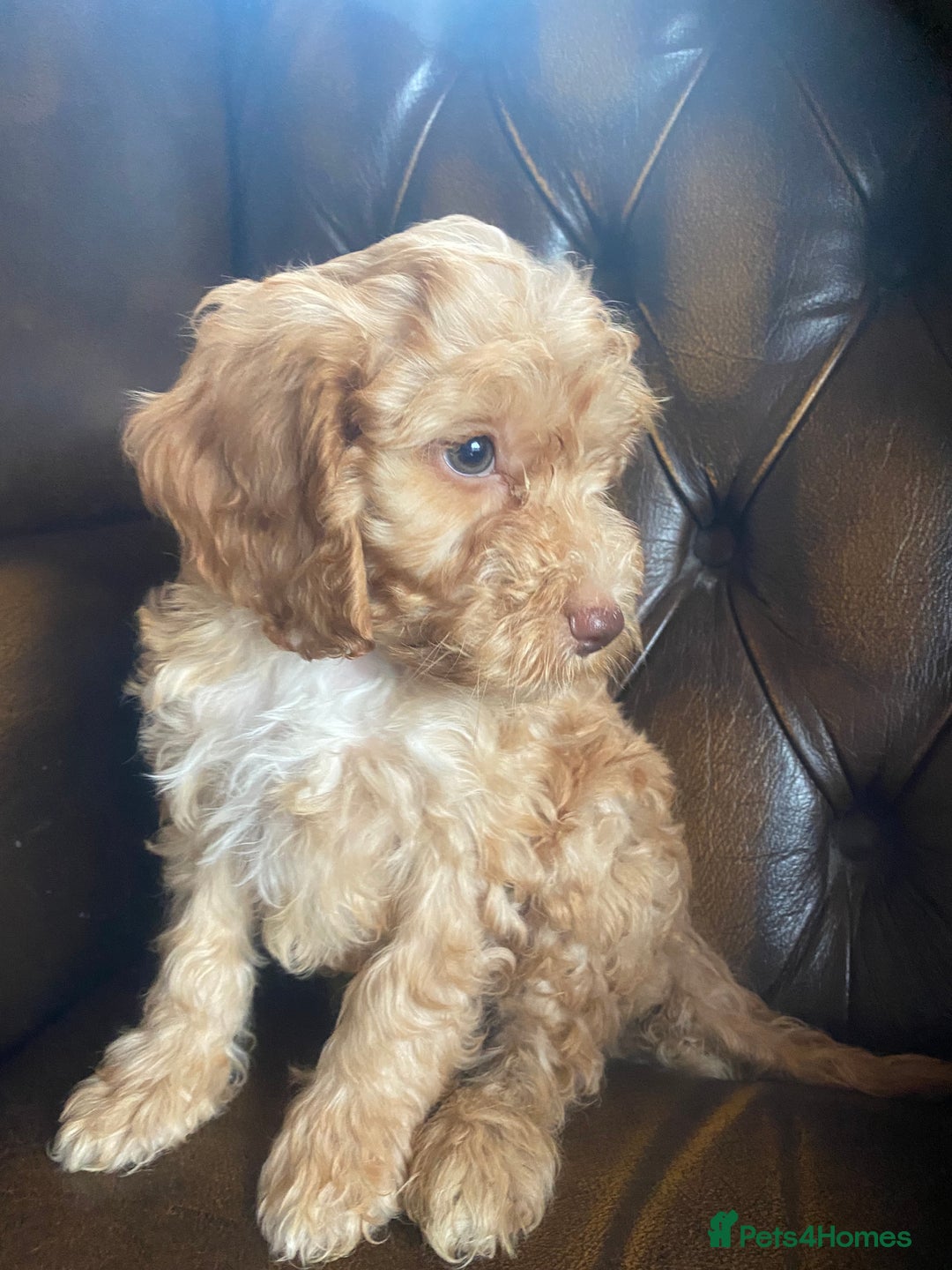 Cockapoo dogs for sale: Cockapoos  - Image 17
