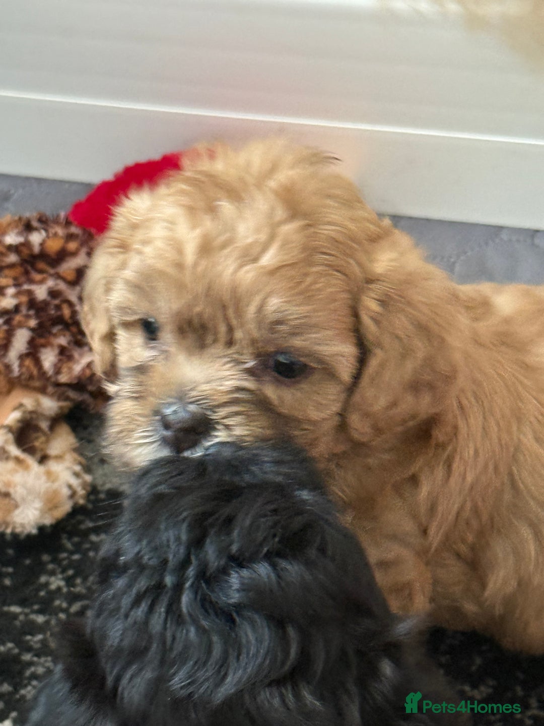 Maltipoo dogs for sale: Outstanding Malshipoo puppies - Image 33