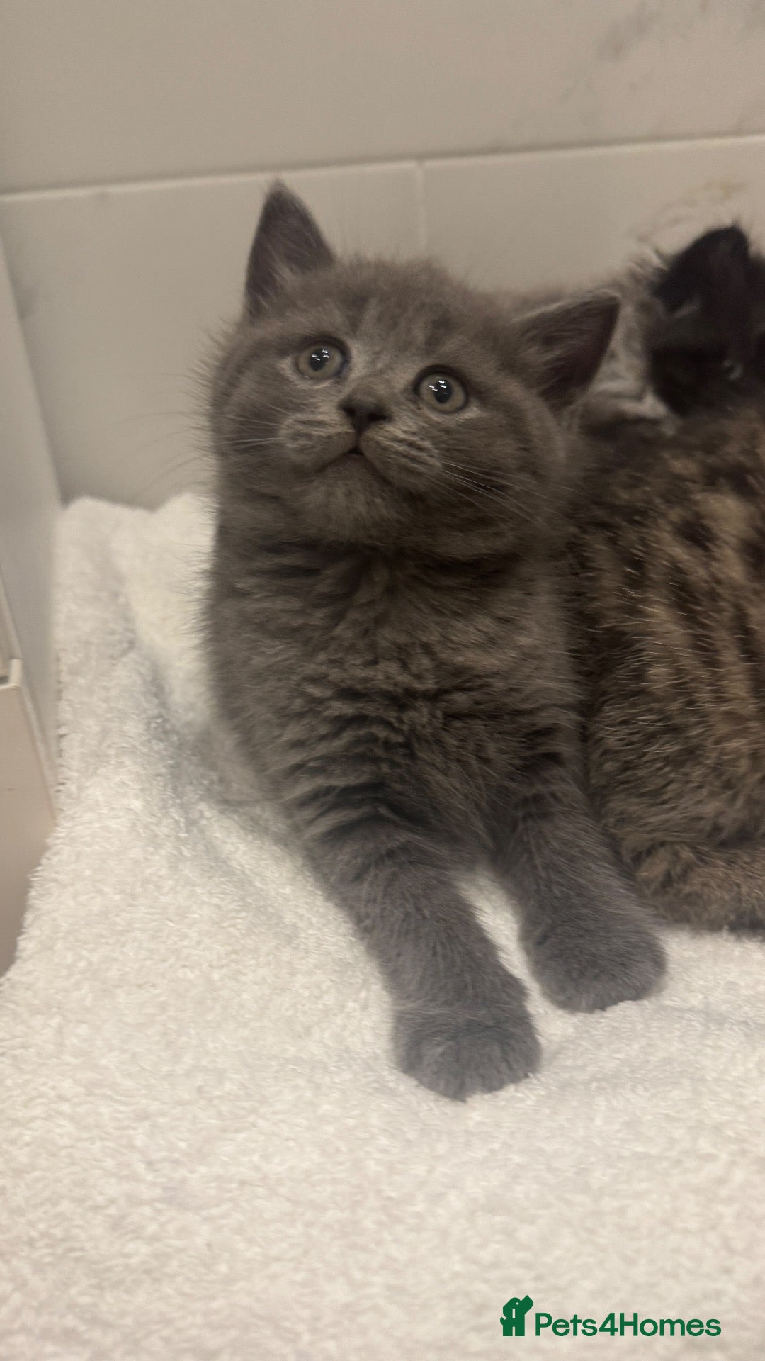 Scottish Fold cats for sale: Playful and fast  - Advert 2