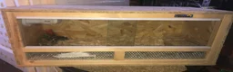 Quail poultry for sale: CHINESE PAINTED BUTTON QUAILS & VIVARIUM ! - Advert 3