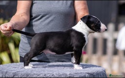 Bull Terrier dogs for sale: Bull Terrier Puppies - Image 4