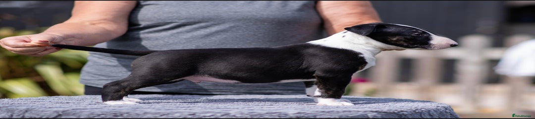 Bull Terrier Puppy 4