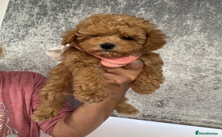 Toy Poodle dogs - Advert 15