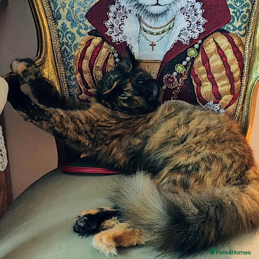 Mixed Breed cats for sale: Beautiful kittens  - Image 15
