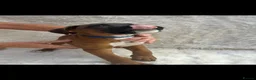 Boxer dogs for sale: Stunning litter of adorable boxer Puppies - Advert 24