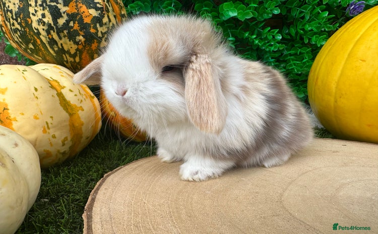 Mini Lop rabbits - Advert 17