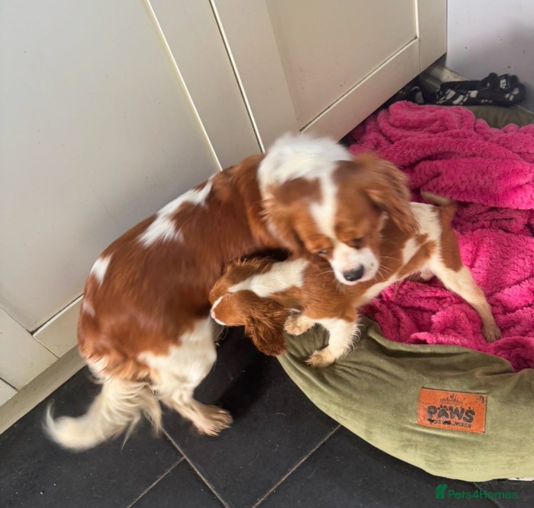 Cavalier King Charles Spaniel dogs for sale: Pippin - Health-checked Blenheim Boy - Advert 13