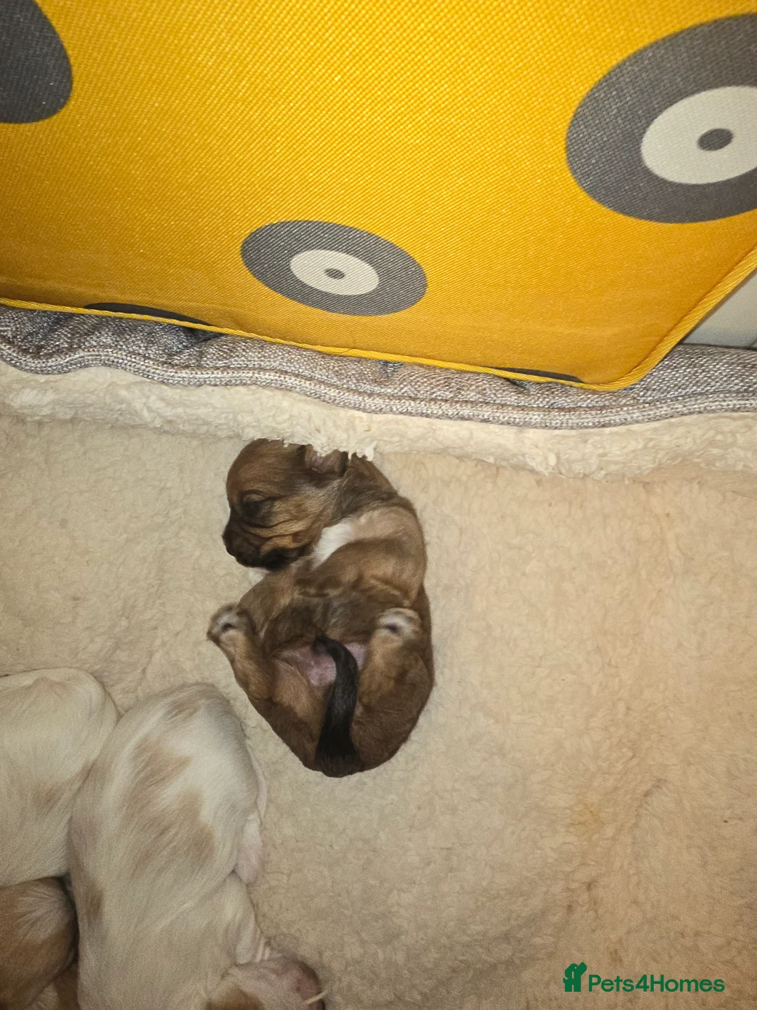 Yorkshire Terrier dogs for sale: wonderful puppies yorkshire terrier - Advert 20