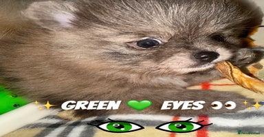 Pomeranian dogs - Advert 1