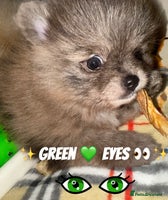 Pomeranian dogs - Advert 1