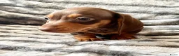 Miniature Dachshund dogs for sale: ⭐️READY NOW⭐️Quality Miniature Dachshund Puppies - Advert 5