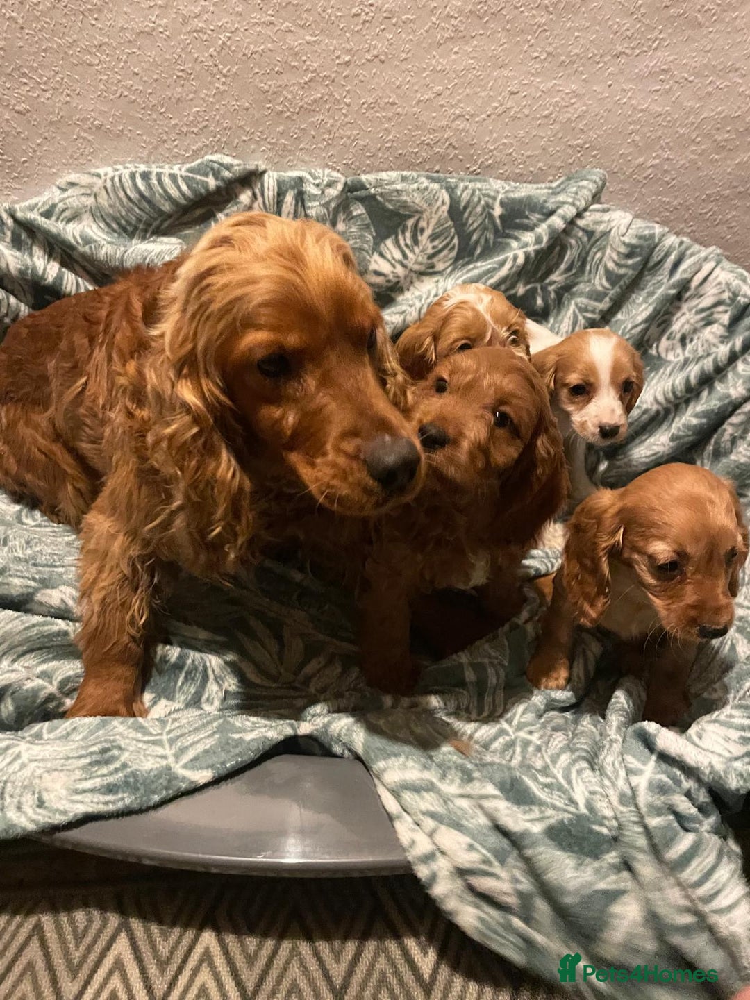 Cockapoo dogs for sale: Cockapoo - Advert 3