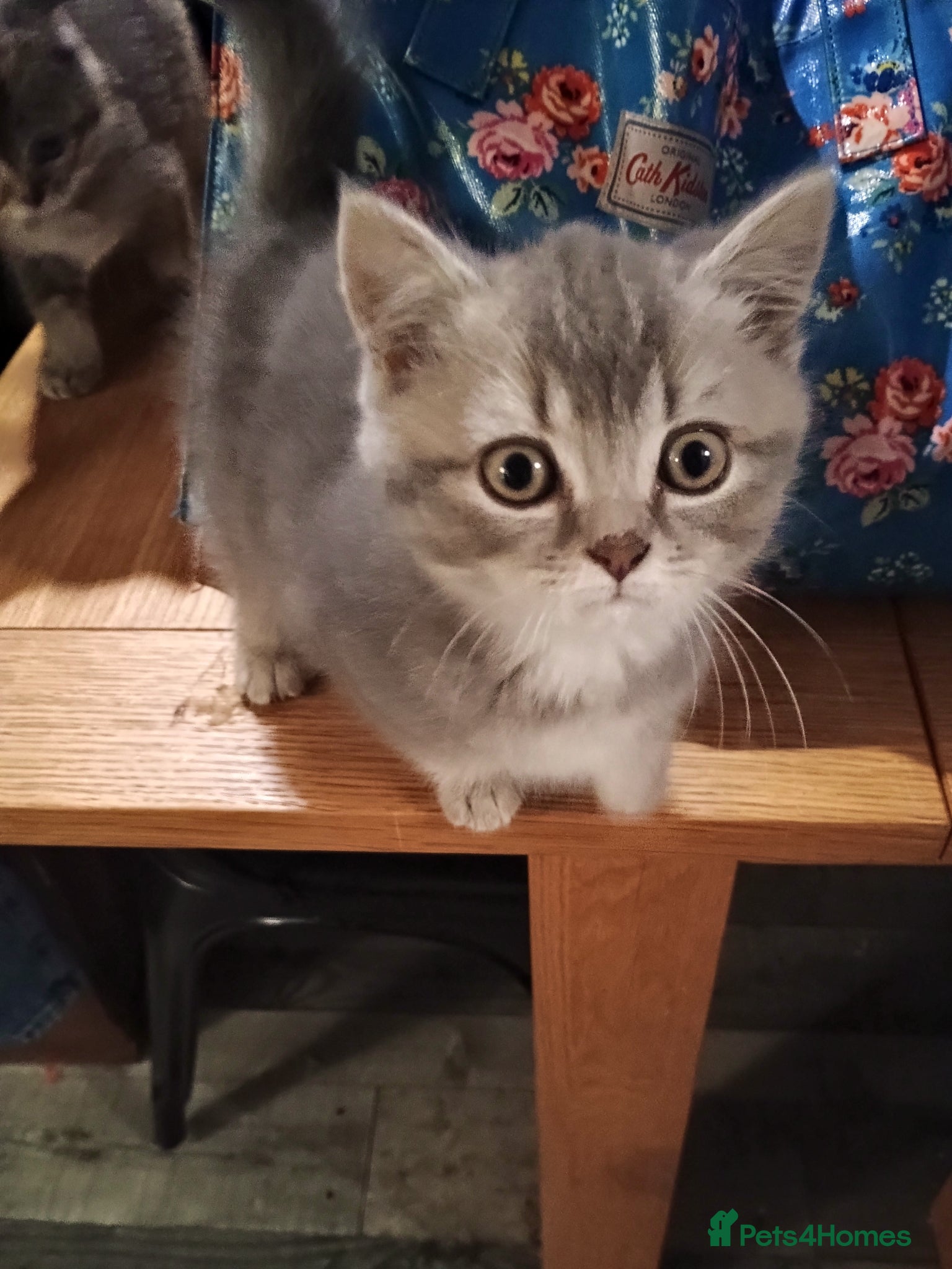 British Shorthair cats Fully vaccs British shorthair kittens.Ready now - Advert 16