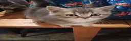 British Shorthair cats for sale: Fully vaccs British shorthair kittens.Ready now - Advert 7