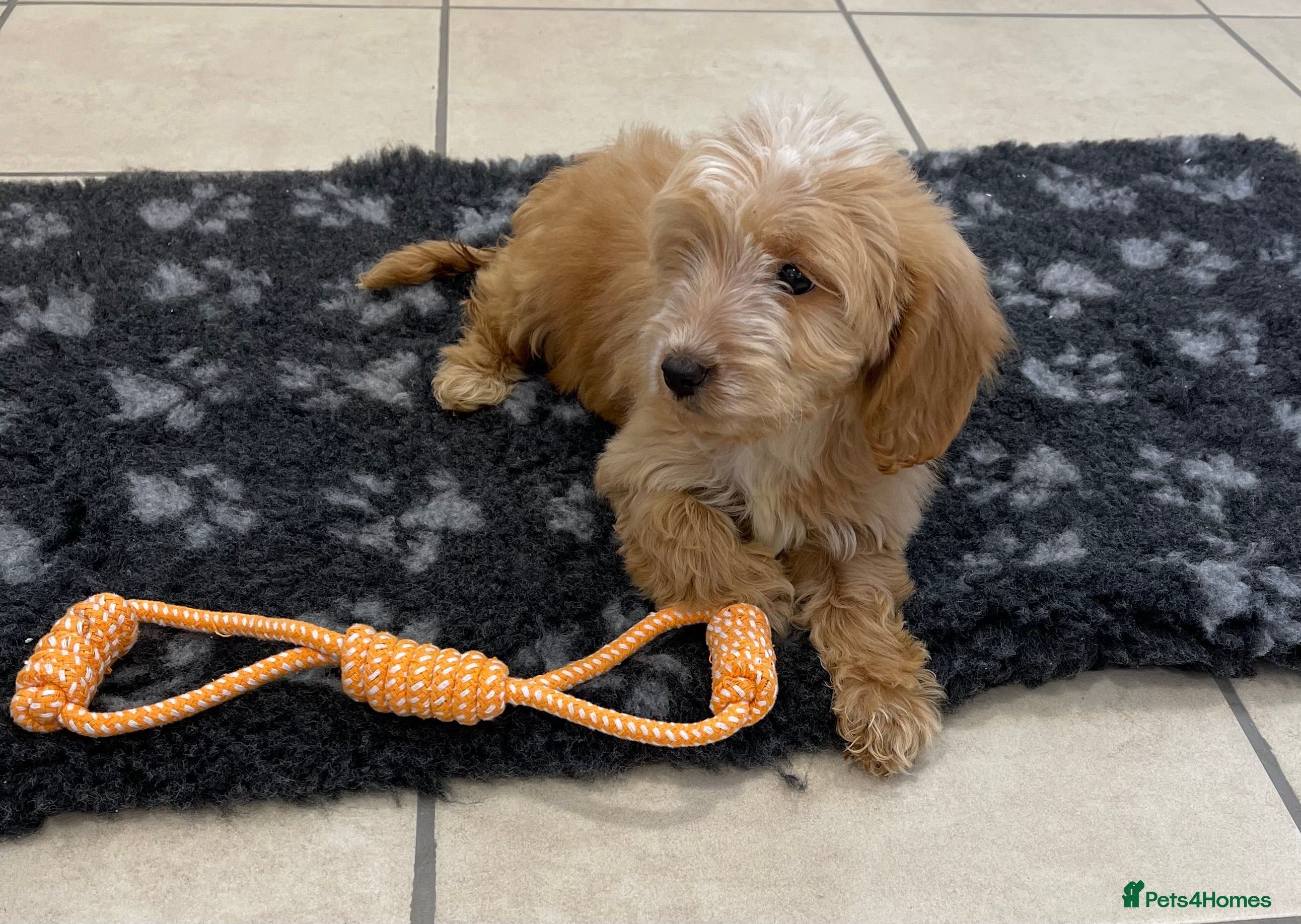 Cockapoo dogs 1 ADORABLE COCKAPOO GIRL LEFT - Advert 10