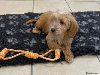 Cockapoo dogs 1 ADORABLE COCKAPOO GIRL LEFT - Advert 15