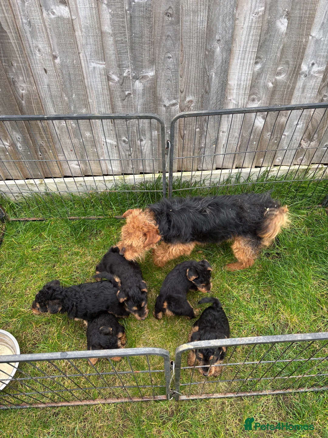 Welsh Terrier dogs for sale: Beautiful Welsh Terrier Puppy Ready for Loving  in King's Lynn - Advert 2