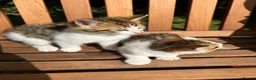 Mixed Breed cats for sale: Beautiful kittens for sale - Advert 8