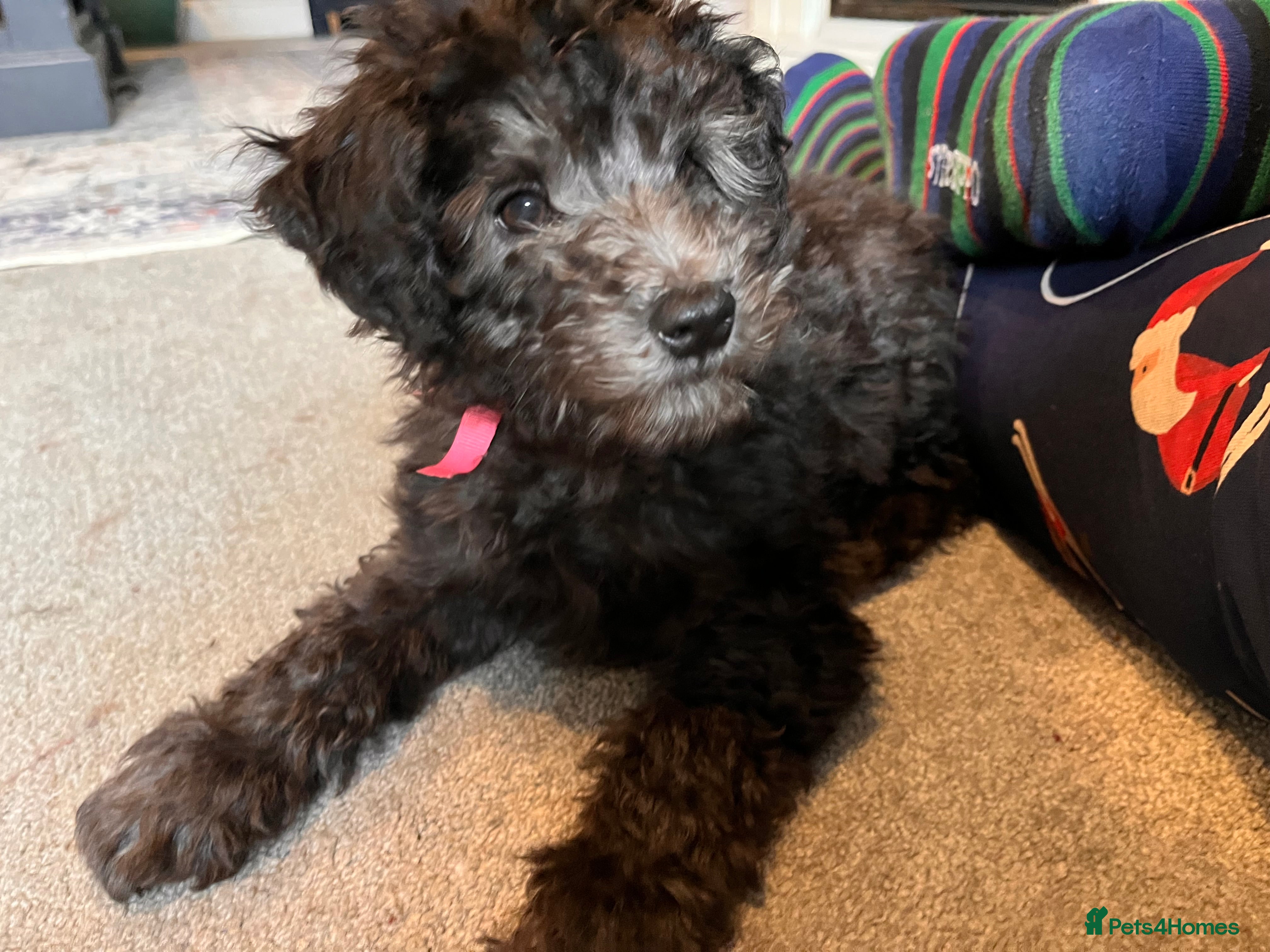 Australian Labradoodle dogs DNA health tested Australian Labradoodles - Advert 12