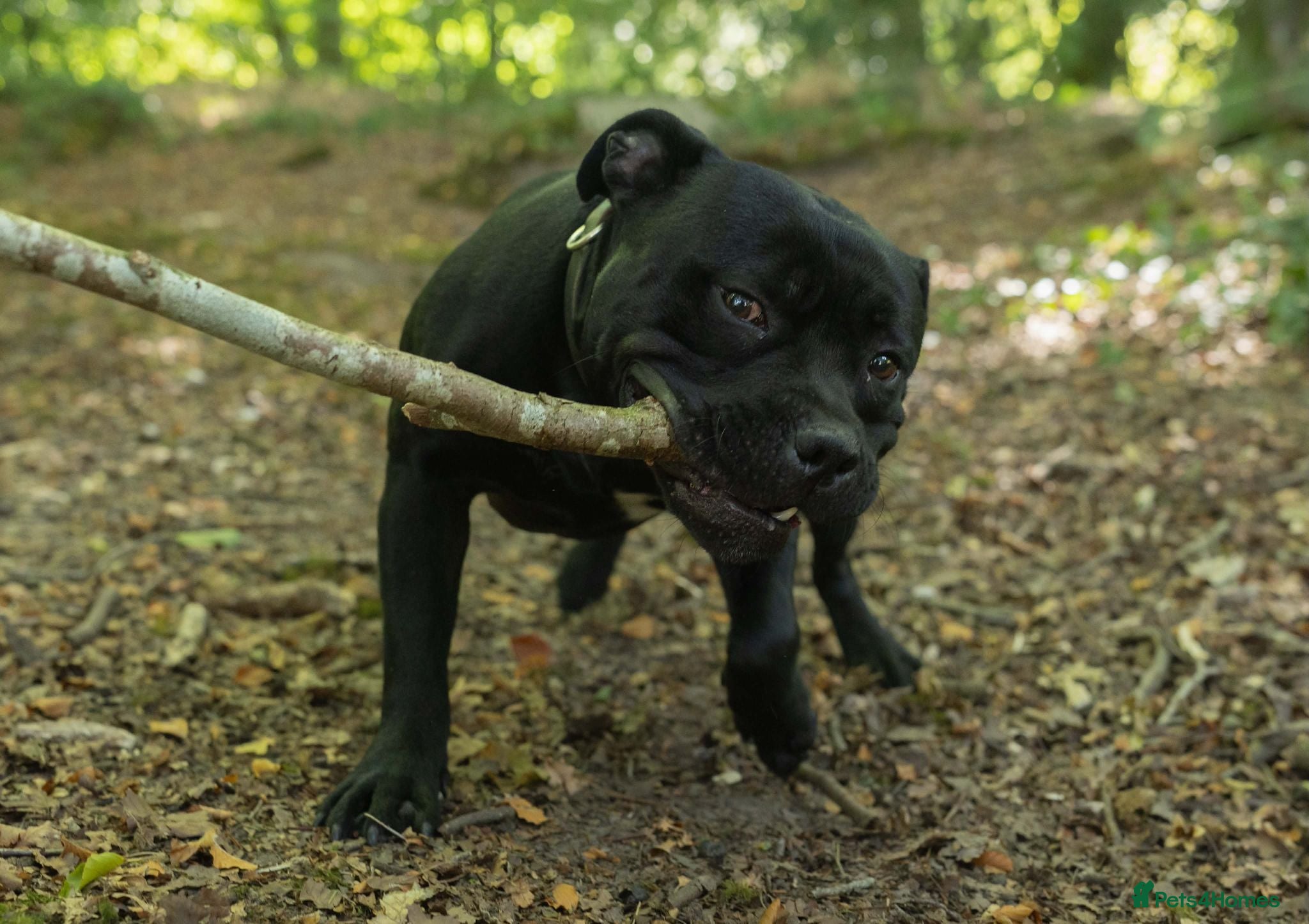 Staffordshire Bull Terrier dogs   2 YEAR OLD PROVEN BEST BLACK CHAMPION LINES STUD - Advert 10