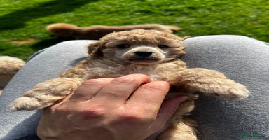 Toy Poodle dogs - Advert 12