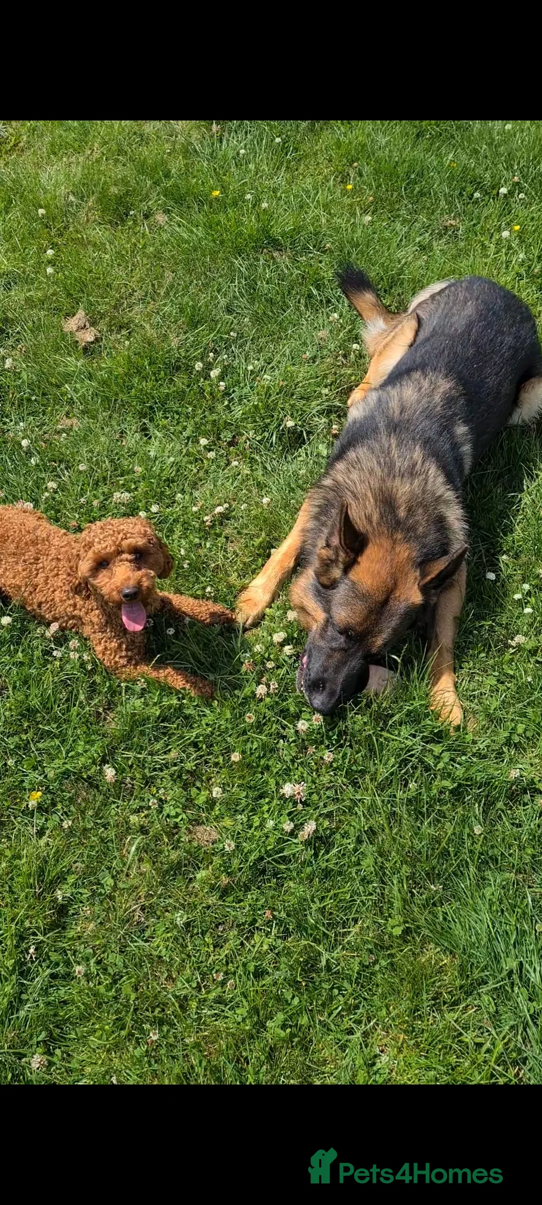 Miniature Poodle dogs for stud: KC Red Miniature Poodle Stud in Baldock - Advert 10