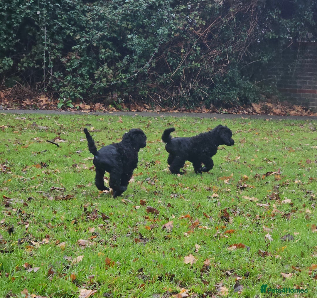 Standard Poodle dogs for sale: Standard poodle puppies🐩 - Advert 11