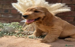 Cocker Spaniel dogs for sale: Show cocker spaniel in Bradford - Image 14