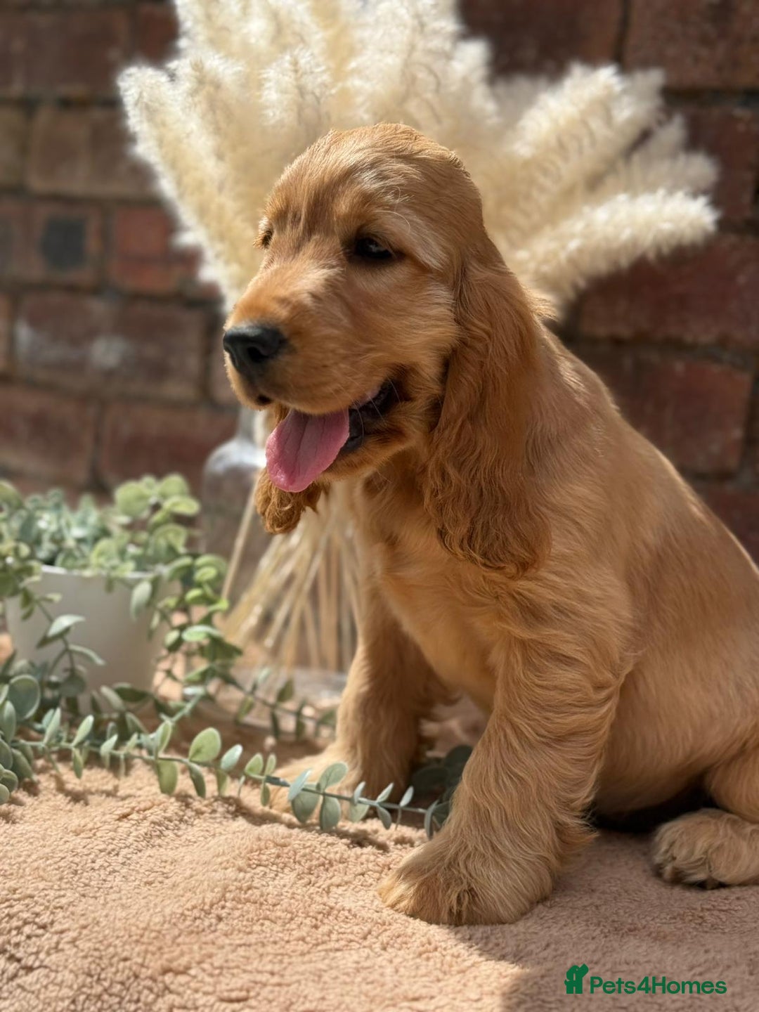 Cocker Spaniel dogs for sale: Show cocker spaniel in Bradford - Image 14