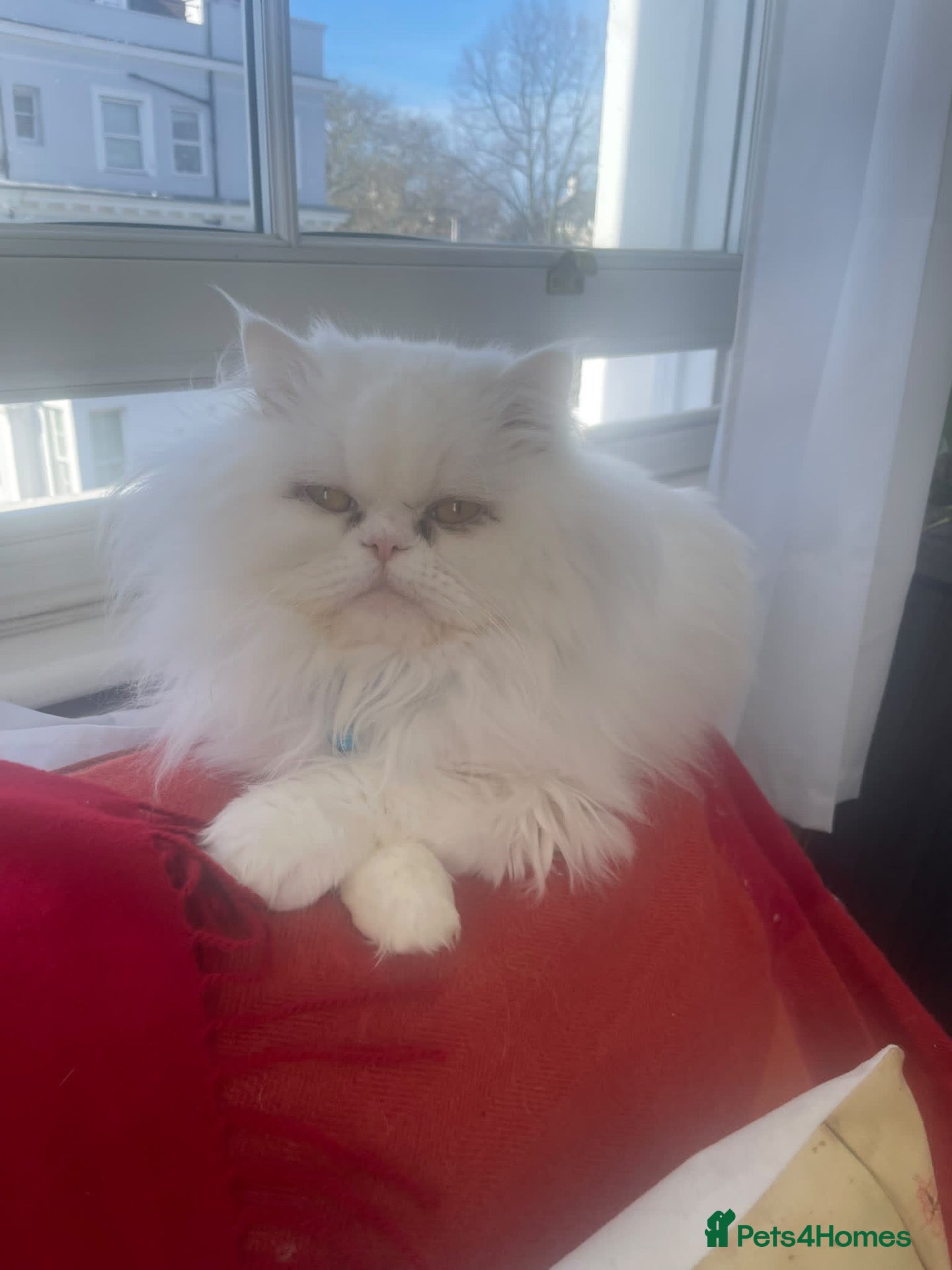 Mixed Breed cats  Persian kittens for sale  - Advert 2