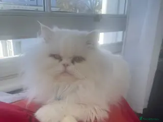 Mixed Breed cats Persian kittens for sale - Advert 2