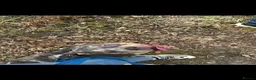American Bully dogs for sale: Beautiful tri merle American pocket bully  - Advert 3