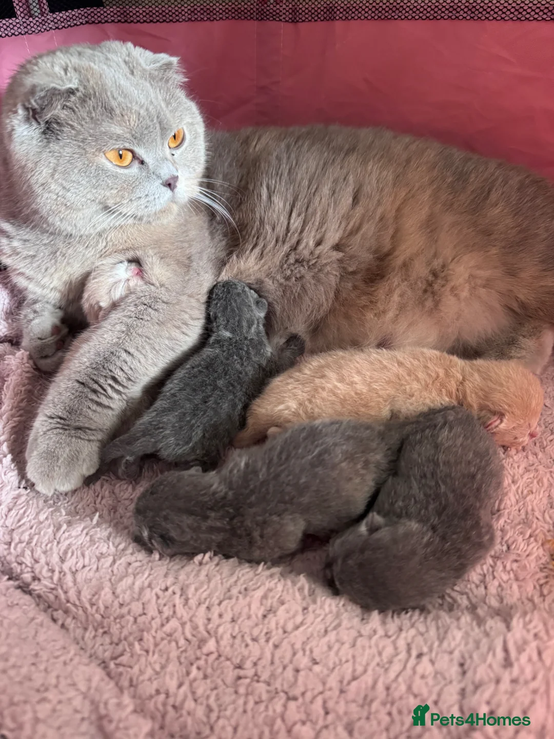 British Shorthair cats for sale: Fluffy British Shorthair Babies Looking for Homes - Advert 1