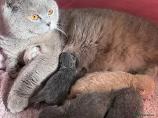British Shorthair cats Fluffy British Shorthair Babies Looking for Homes - Advert 10