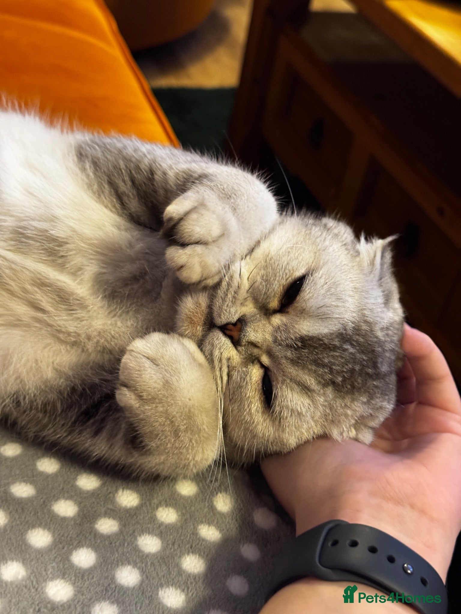 Scottish Fold cats 2 Year Old Scottish Fold Female - Advert 10