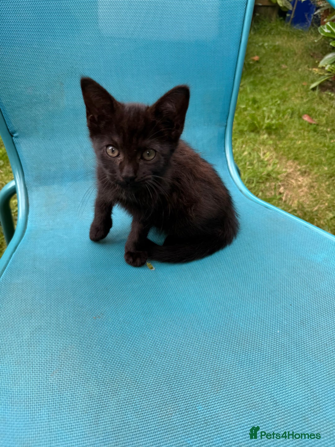 Mixed Breed cats for sale: Black kittens Manchester  - Image 4