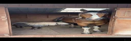 British Warmblood horses for sale: SAD SALE - 2 Companions  - Advert 3