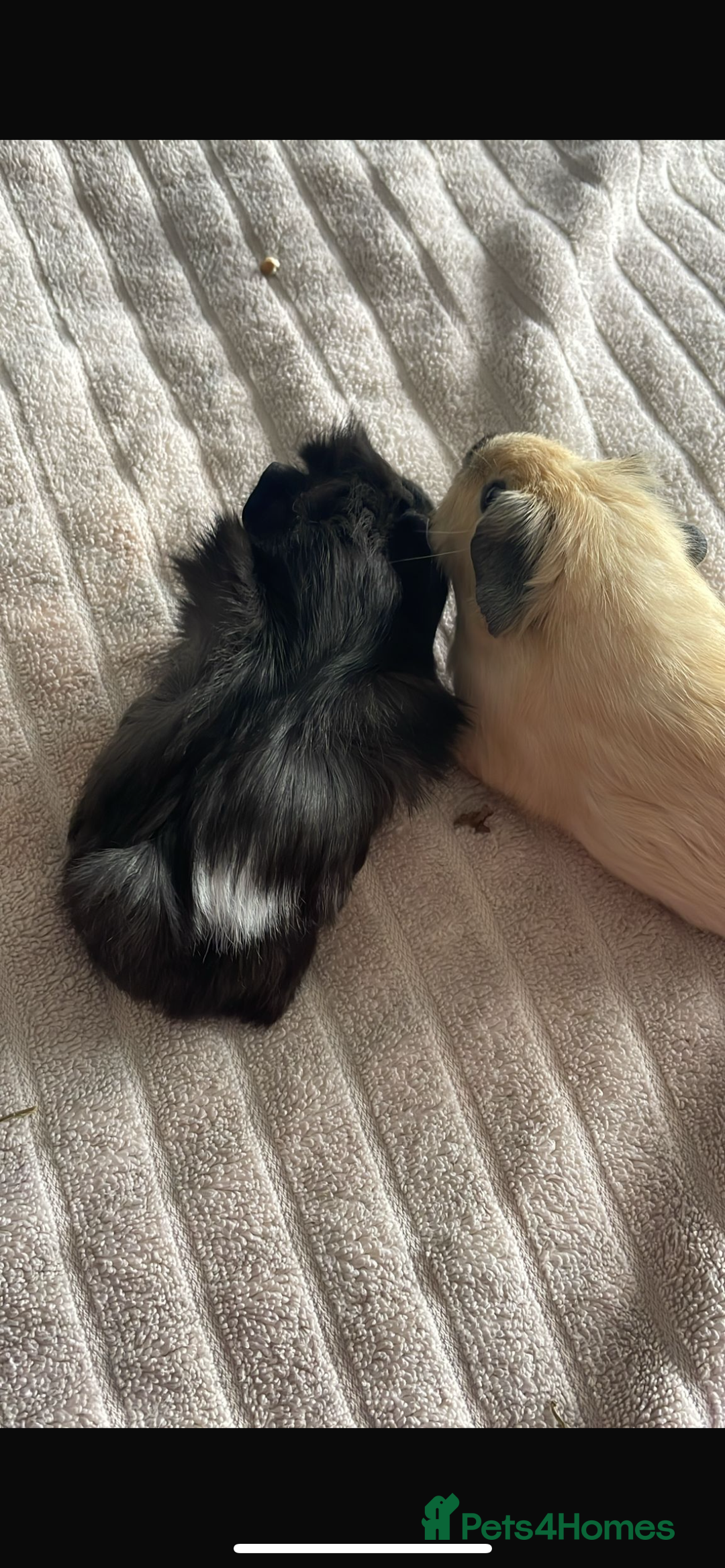 Guinea Pig rodents for sale: 2 mail guinea pigs - Advert 1