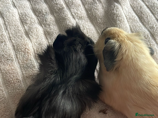 Guinea Pig rodents 2 mail guinea pigs - Advert 1