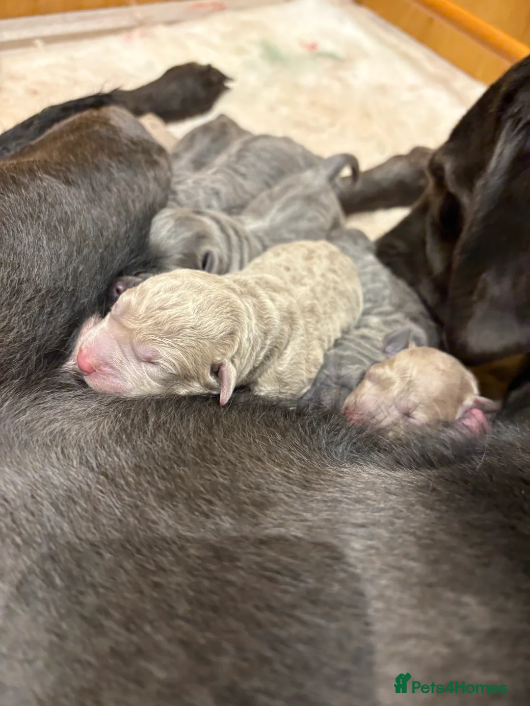 Labrador Retriever dogs for sale: Charcoal/silver Labrador puppies  - Advert 7