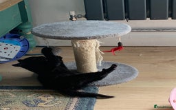 British Shorthair cats for sale: Playful girl - Image 8