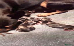 Miniature Pinscher dogs for sale: Gorgeous Rare miniature pinscher puppies for sale - Advert 9